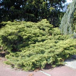 Juniper, Chinese hybrid 'Pfitzeriana Aurea'